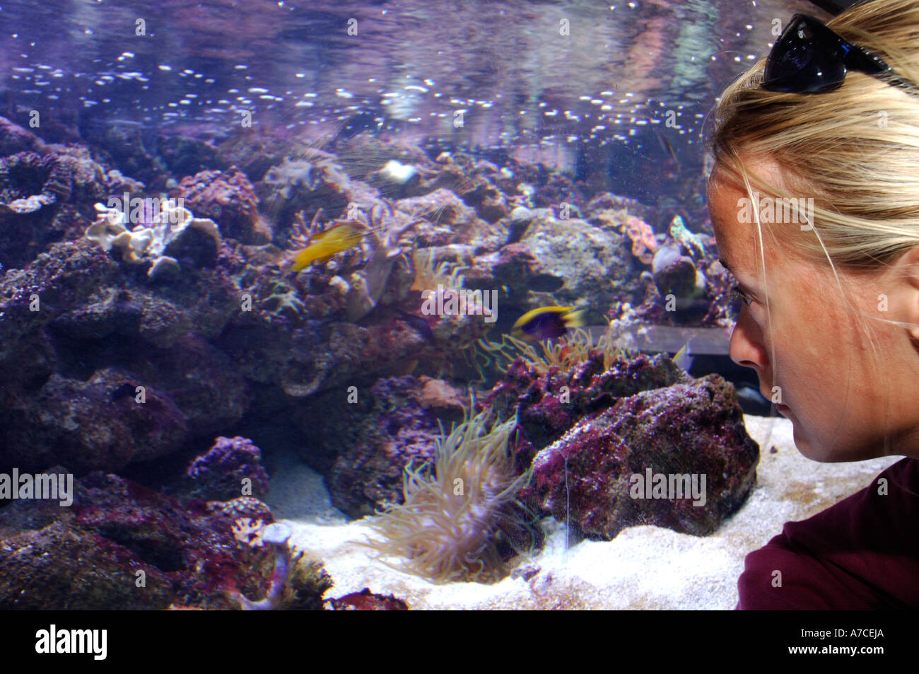 Sydney aquarium allows visitors to come face to face with the