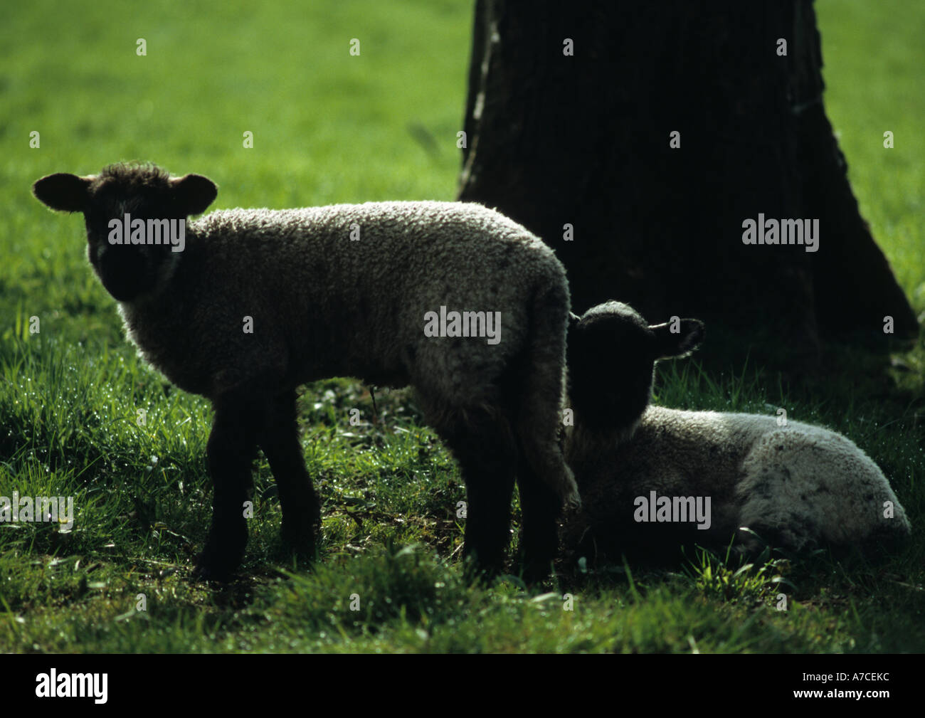 Lambs and Sheep (Ovis aries)  in the Uk Stock Photo