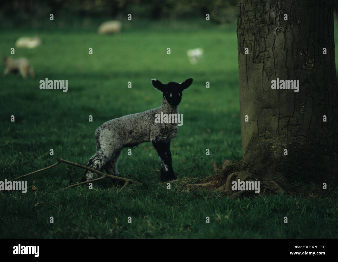 Lambs and Sheep (Ovis aries) in the Uk Stock Photo