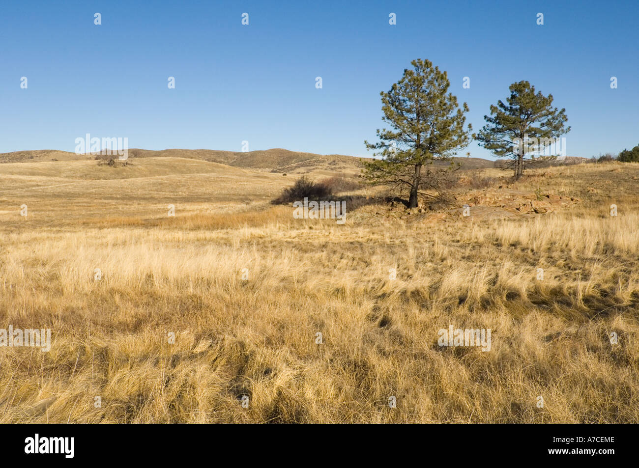 Meadow and trees, Cuyamaca Rancho State Park, San Diego County, California Stock Photo
