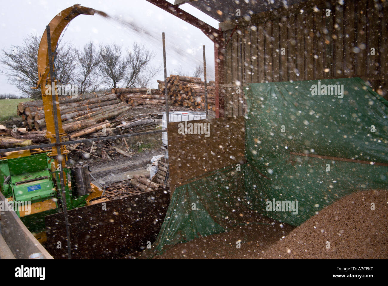Spray of woodchips emitted from a tractor powered chipping machine, Wales. Stock Photo