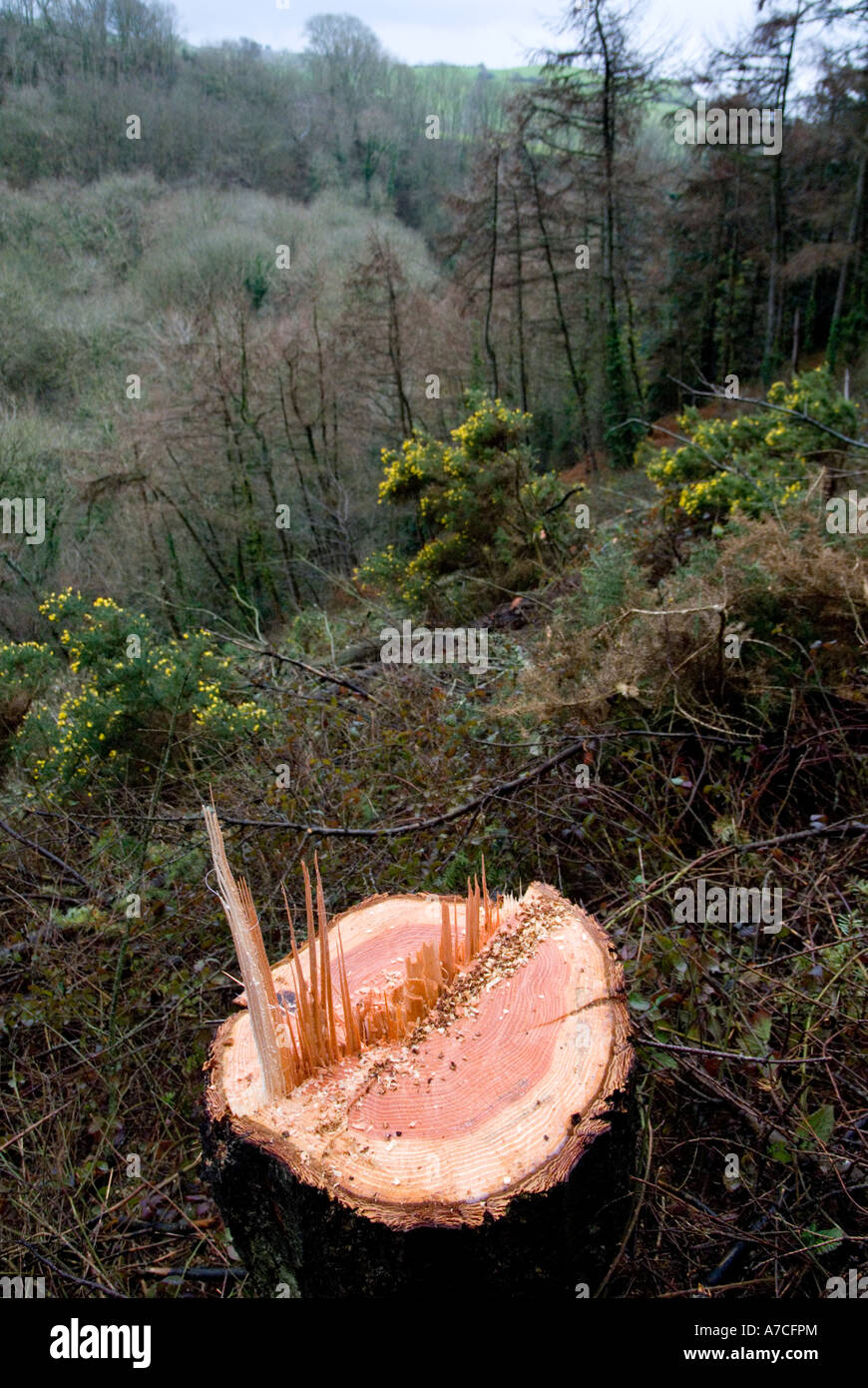 Tree stump remaining from felling a Douglas Fir tree, Wales, UK. Stock Photo