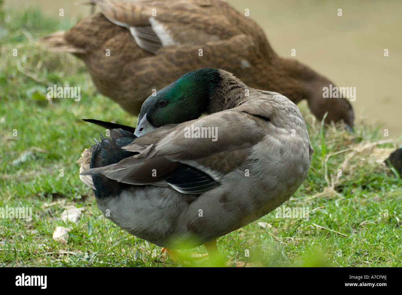 Khaki Campbell, drake and duck preening and feeding Stock Photo Alamy