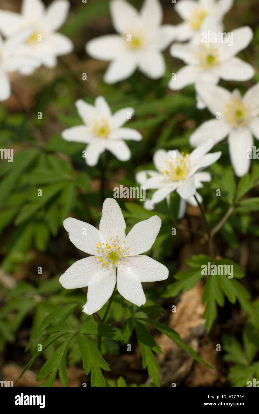 Group of Wood Anemone flowers in Spring, Anenome nemorosa, Wales, UK. Stock Photo