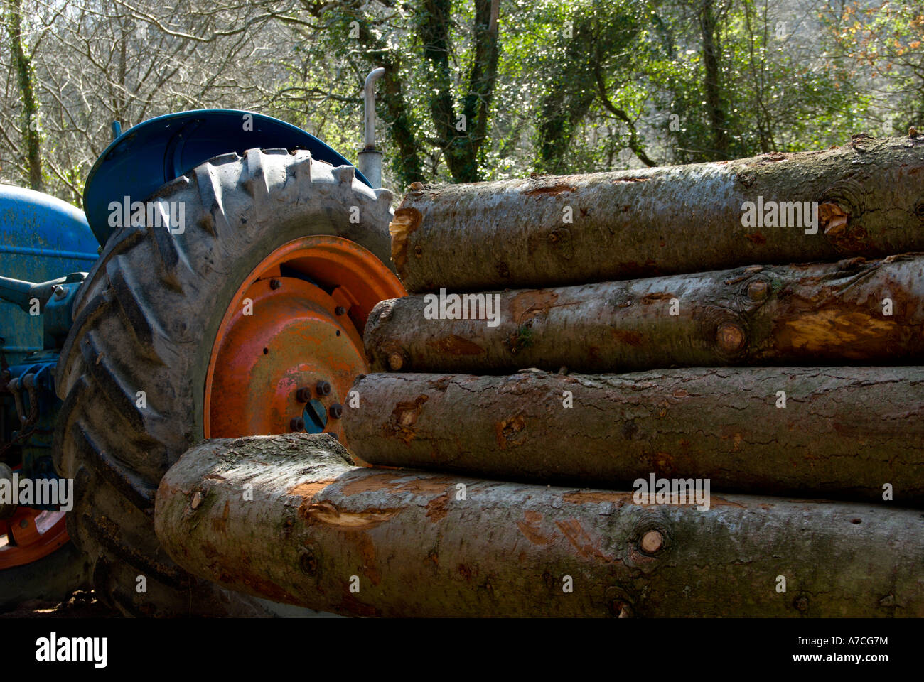 Logs stacked by Fordson Major tractor ready for circular sawing, Wales Stock Photo