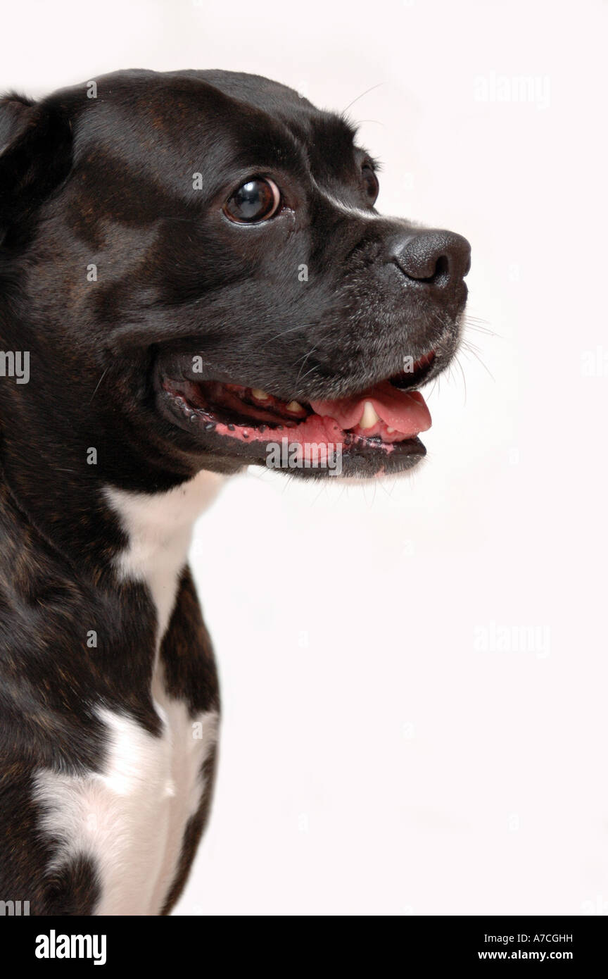 Reverse Brindle Boxer High Resolution Stock Photography And Images Alamy