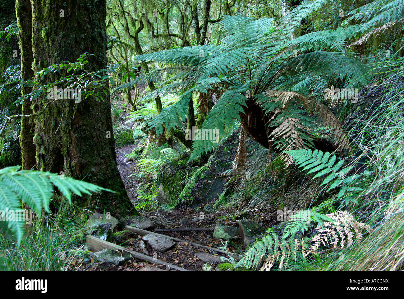 tree ferns and plants in the oxley world heritage rainforest Stock Photo