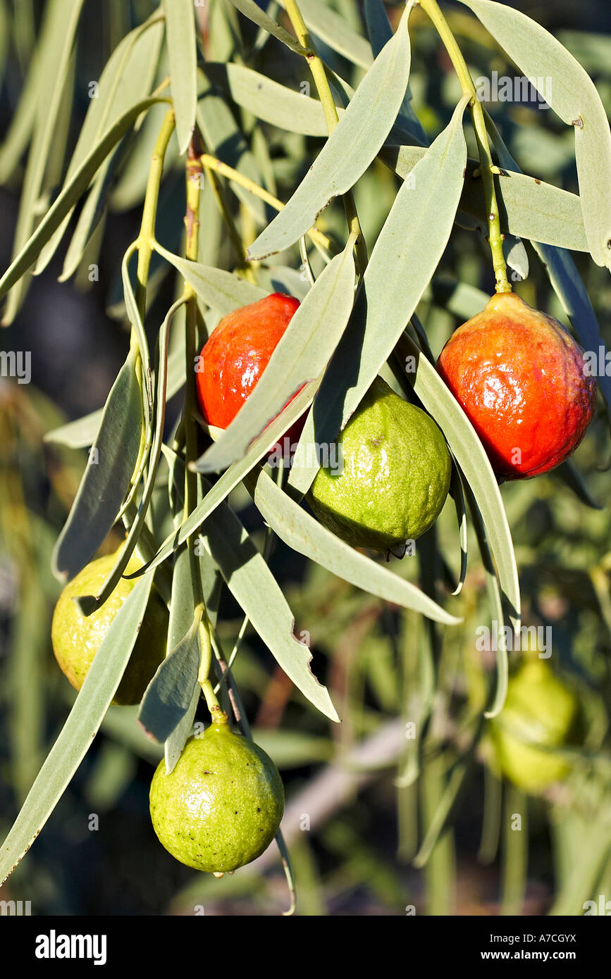 Native quandong tree hires stock photography and images Alamy
