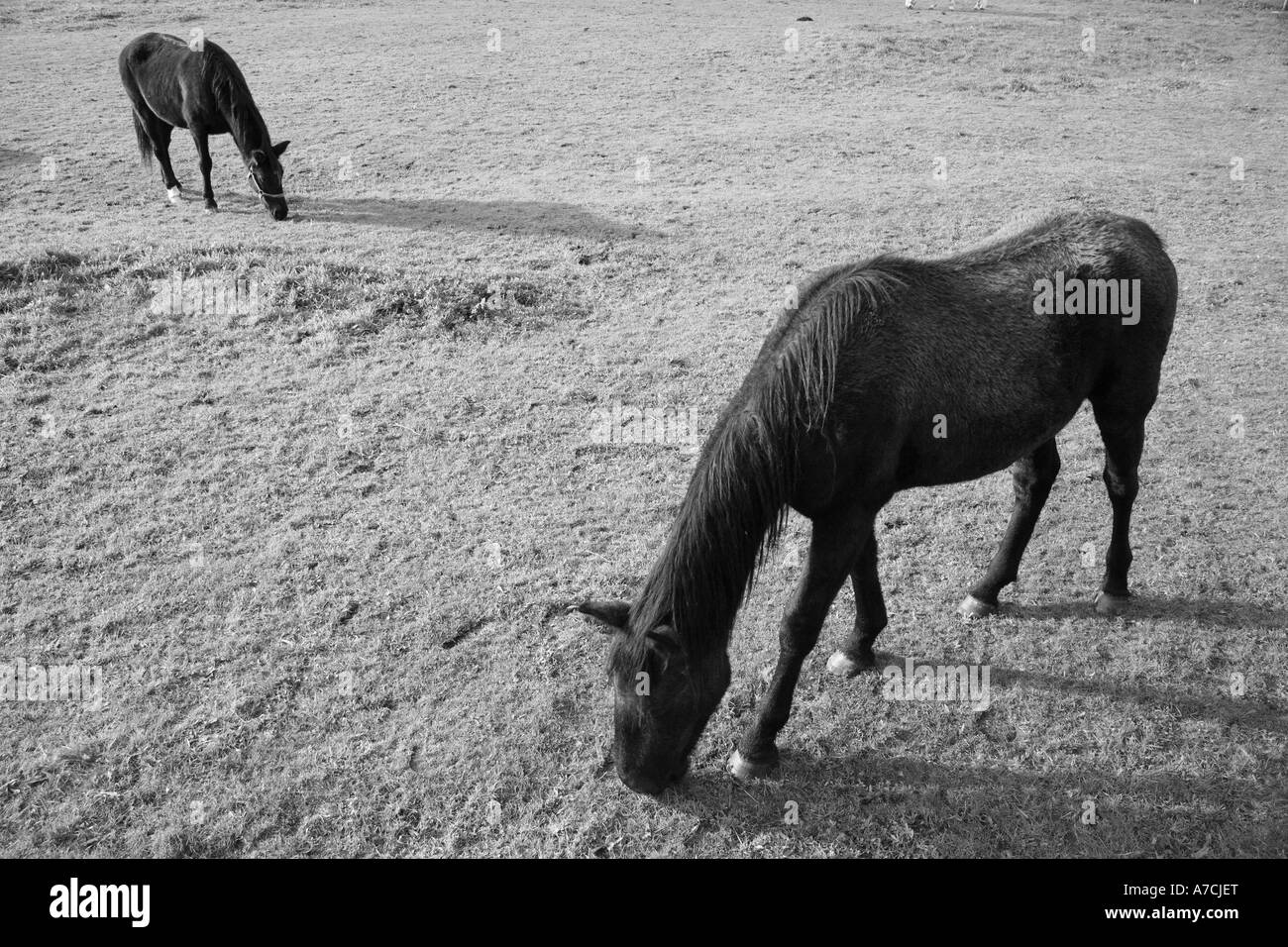 Farming farm horse hires stock photography and images Alamy