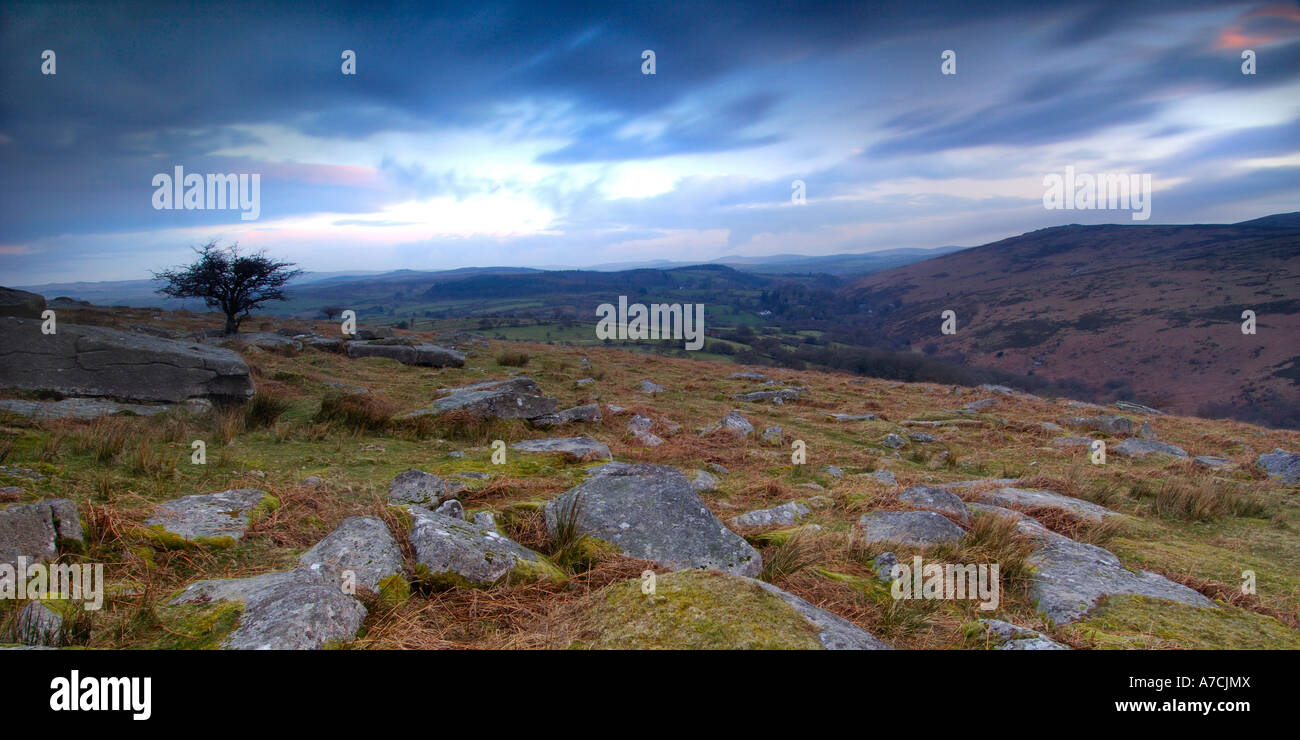 Panoramic sunrise at Combestone Tor Dartmoor South Devon England with granite boulders and lonely bare Hawthorn tree Stock Photo