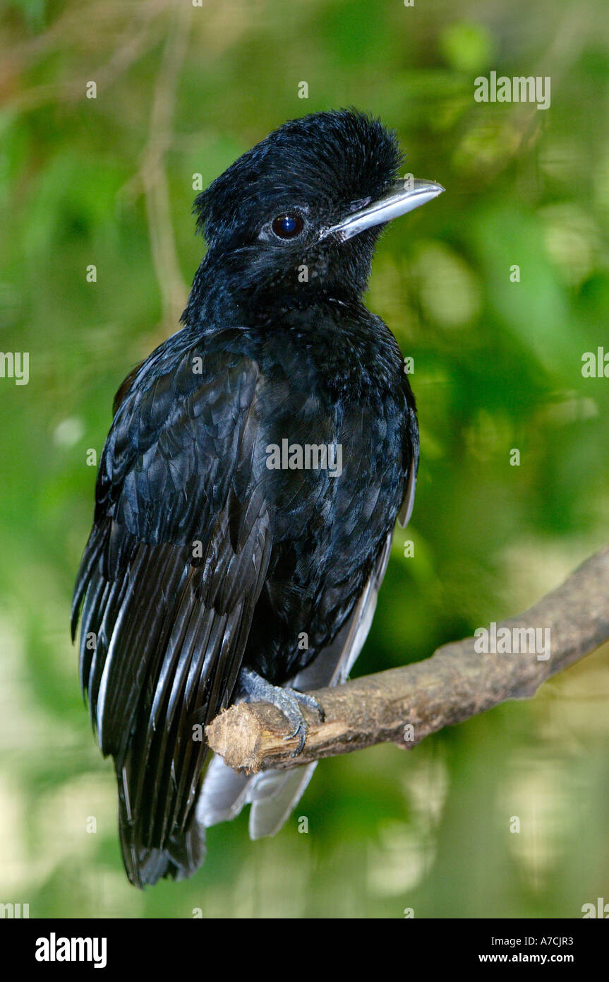 Umbrella Bird Flying