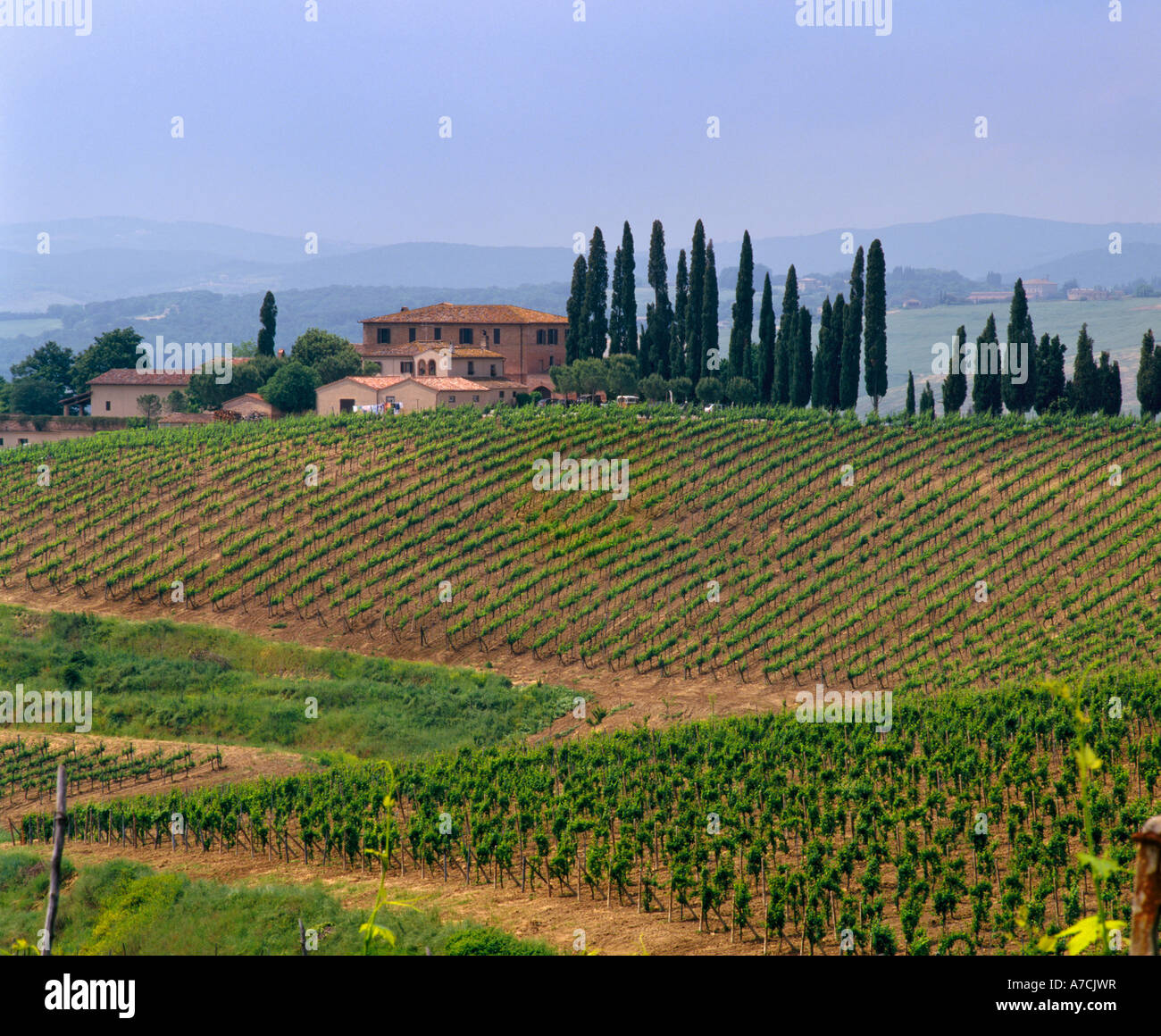 altesino winery