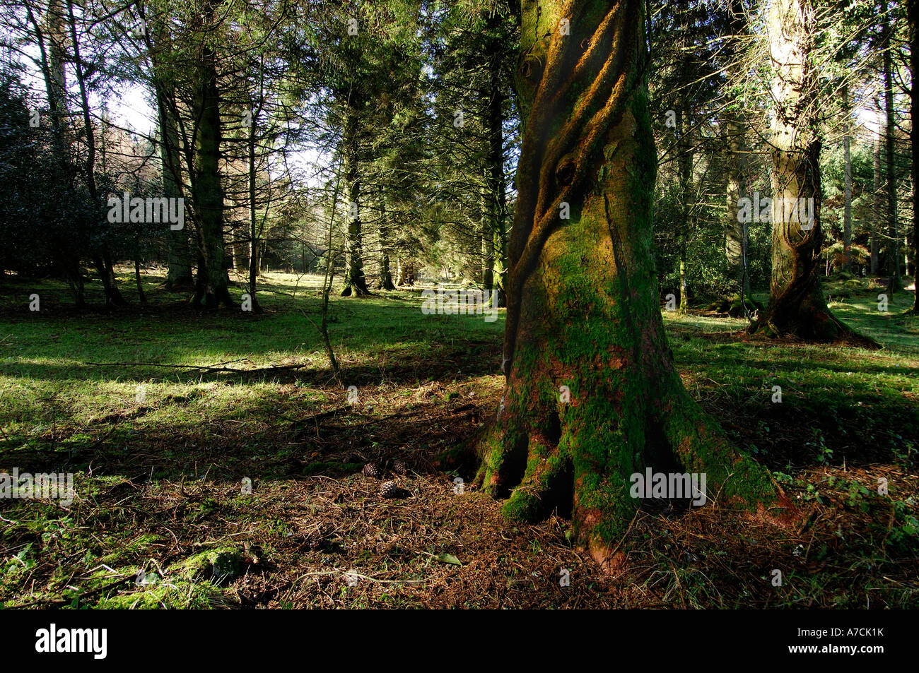 Densely forested woodland with single large tree trunk in the foreground enwrapped with thick creeper vines Stock Photo