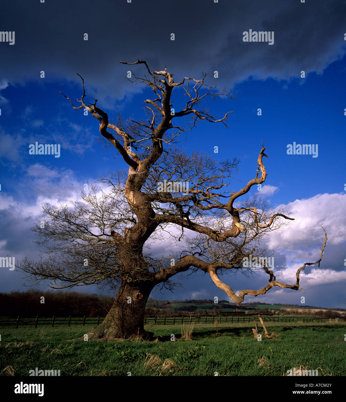 Oak tree Westerham. Stock Photo