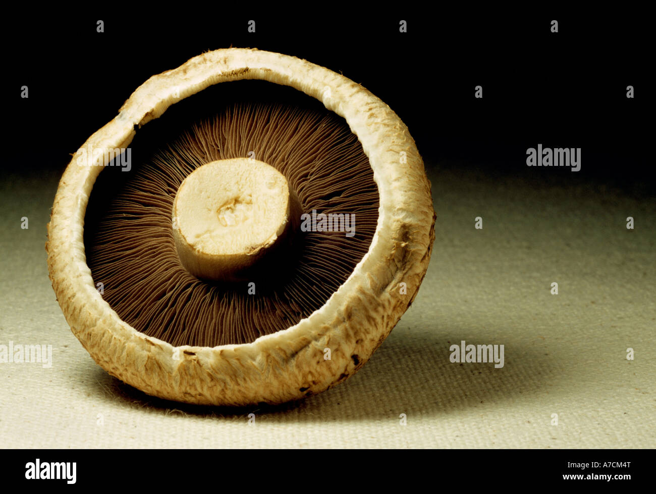Edible flat Mushroom Stock Photo - Alamy