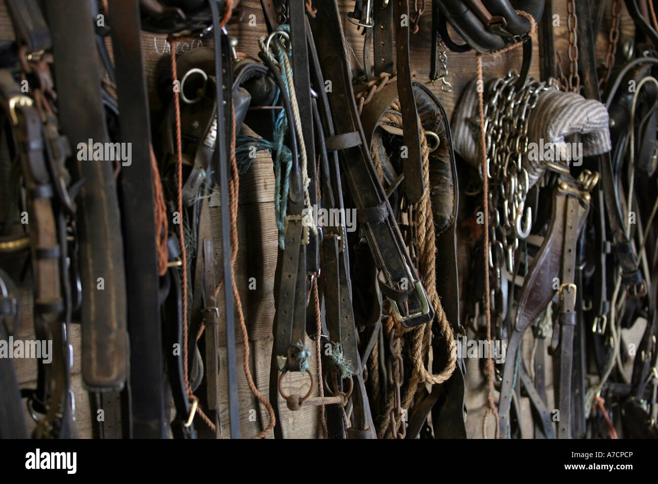 Various items of clydesdale horse tack and equipment hanging in stable
