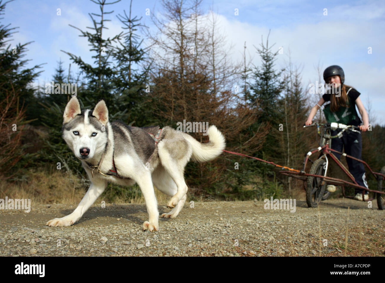 Boy competes in Husky racing at Fetteresso Forest near Stonehaven, Aberdeenshire, Scotland UK Stock Photo