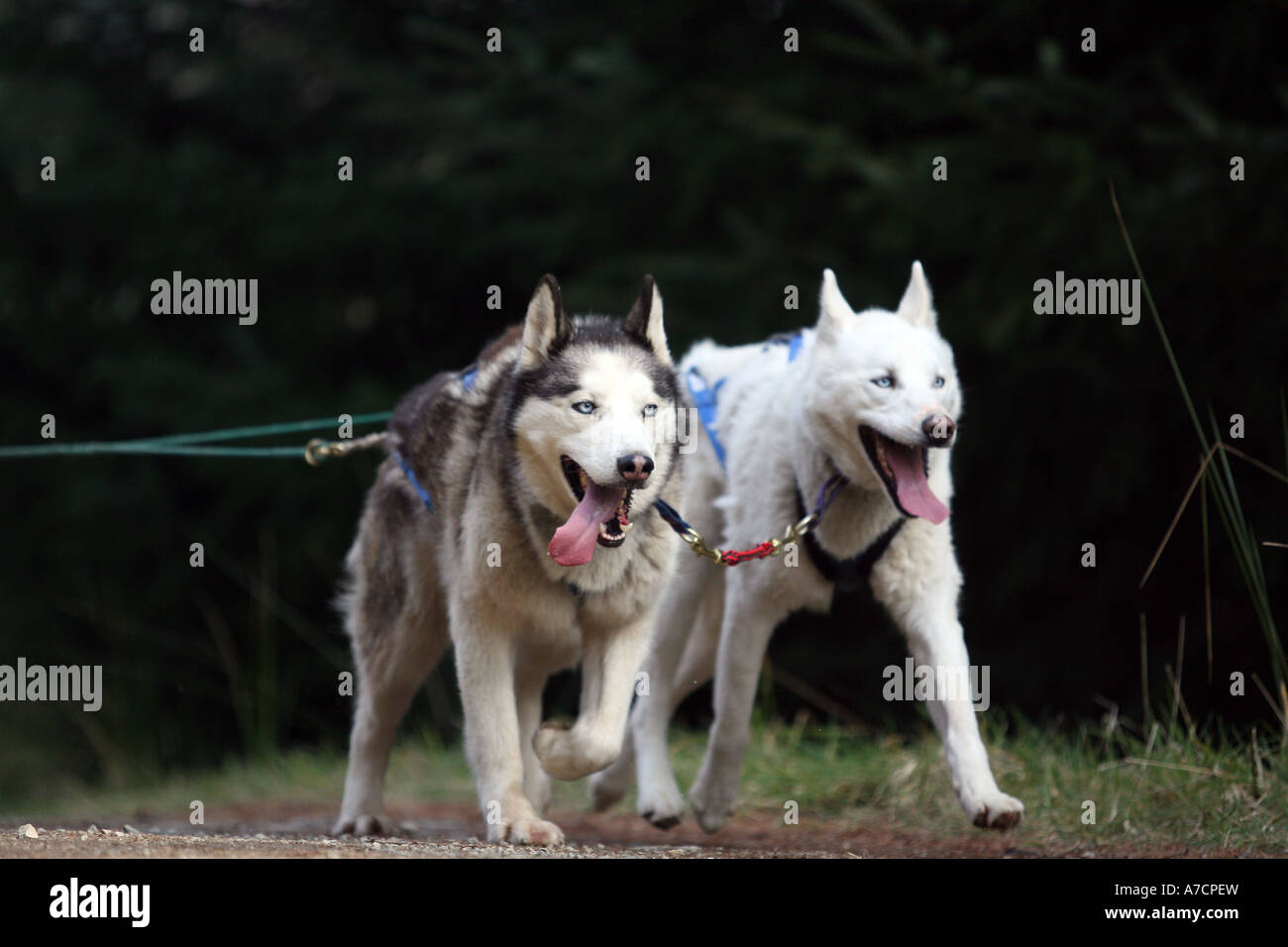 Close up of two racing huskies at Fetteresso Forest near Stonehaven, Aberdeenshire, Scotland UK Grampian Stock Photo