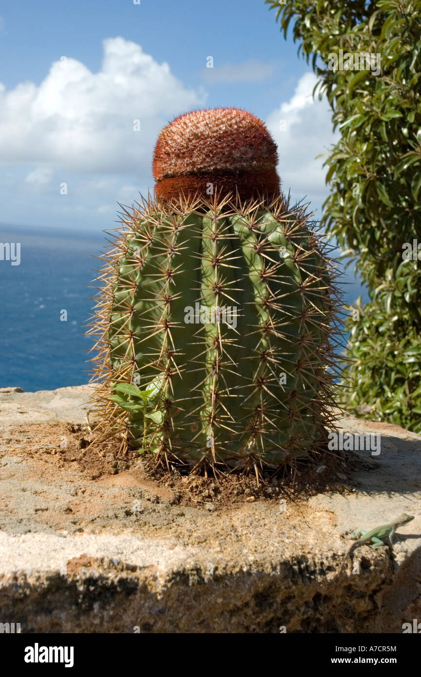 The large spherical green stem and bristly red cylindrical cap typical of the Turk's head cactus, growing on a wall, Antigua Stock Photo