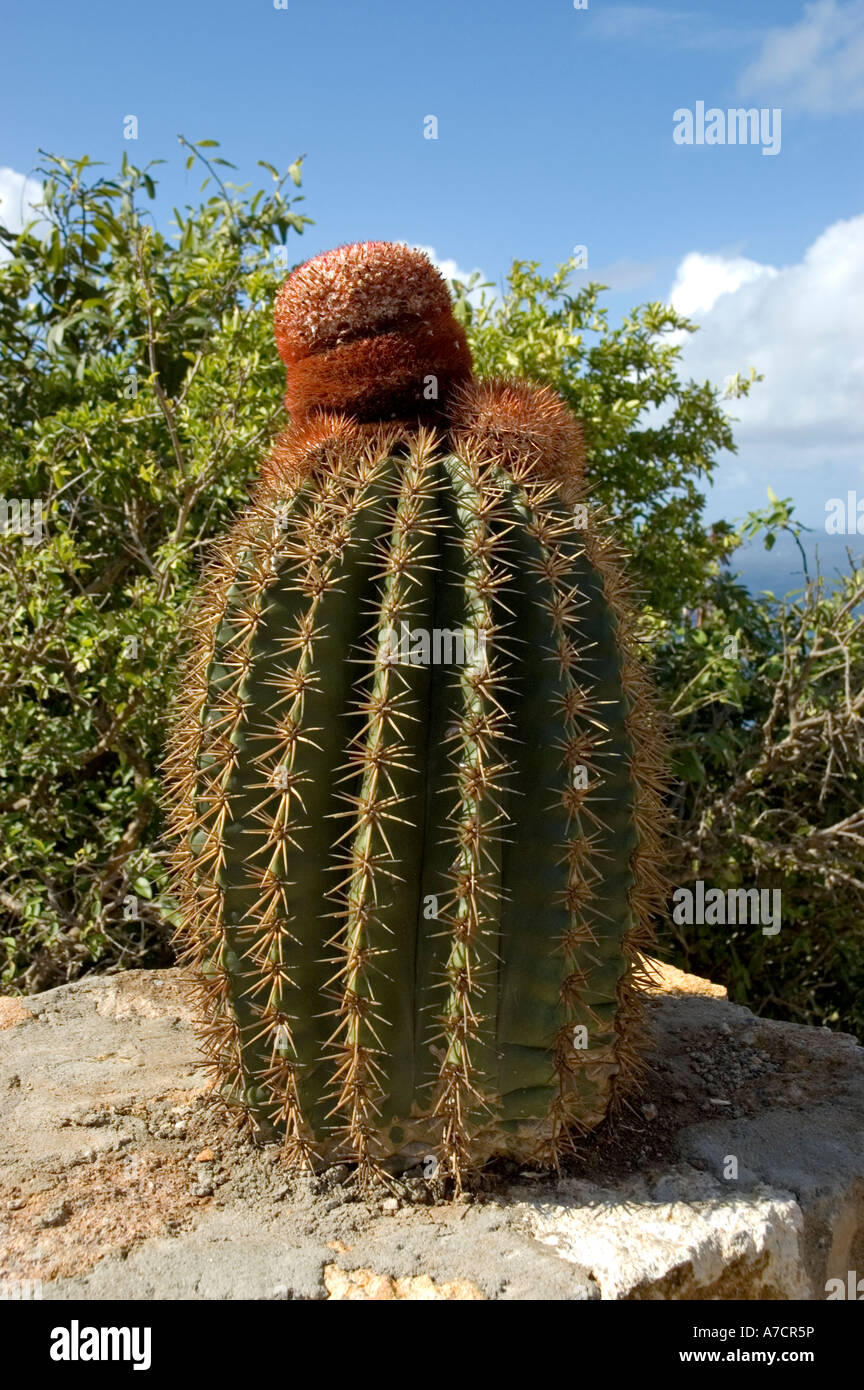 The large spherical green stem and bristly red cylindrical cap typical of the Turk's head cactus, growing on a wall, Antigua Stock Photo