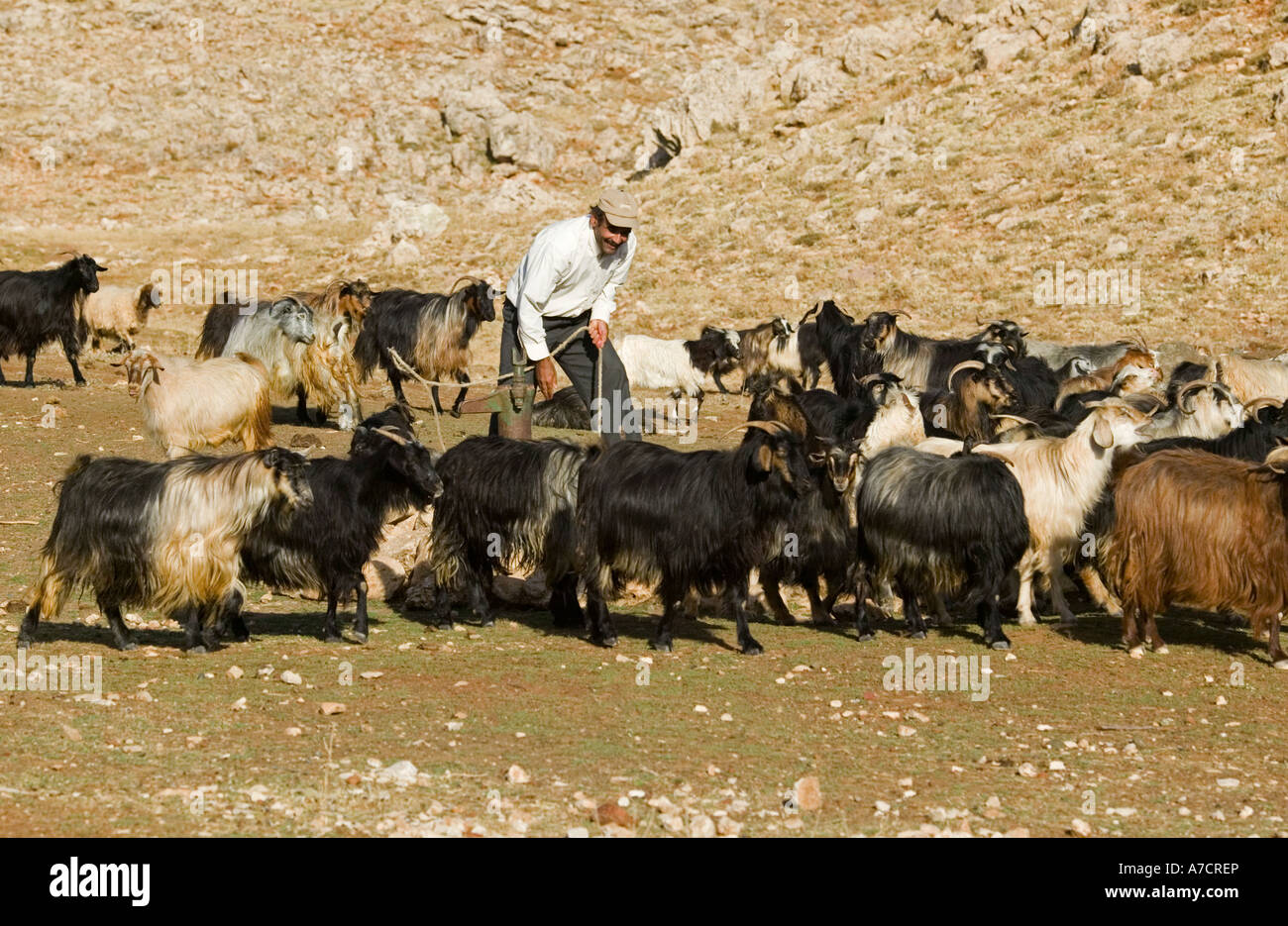 Kurdish man tending to his goats in south east Anatolia Stock Photo