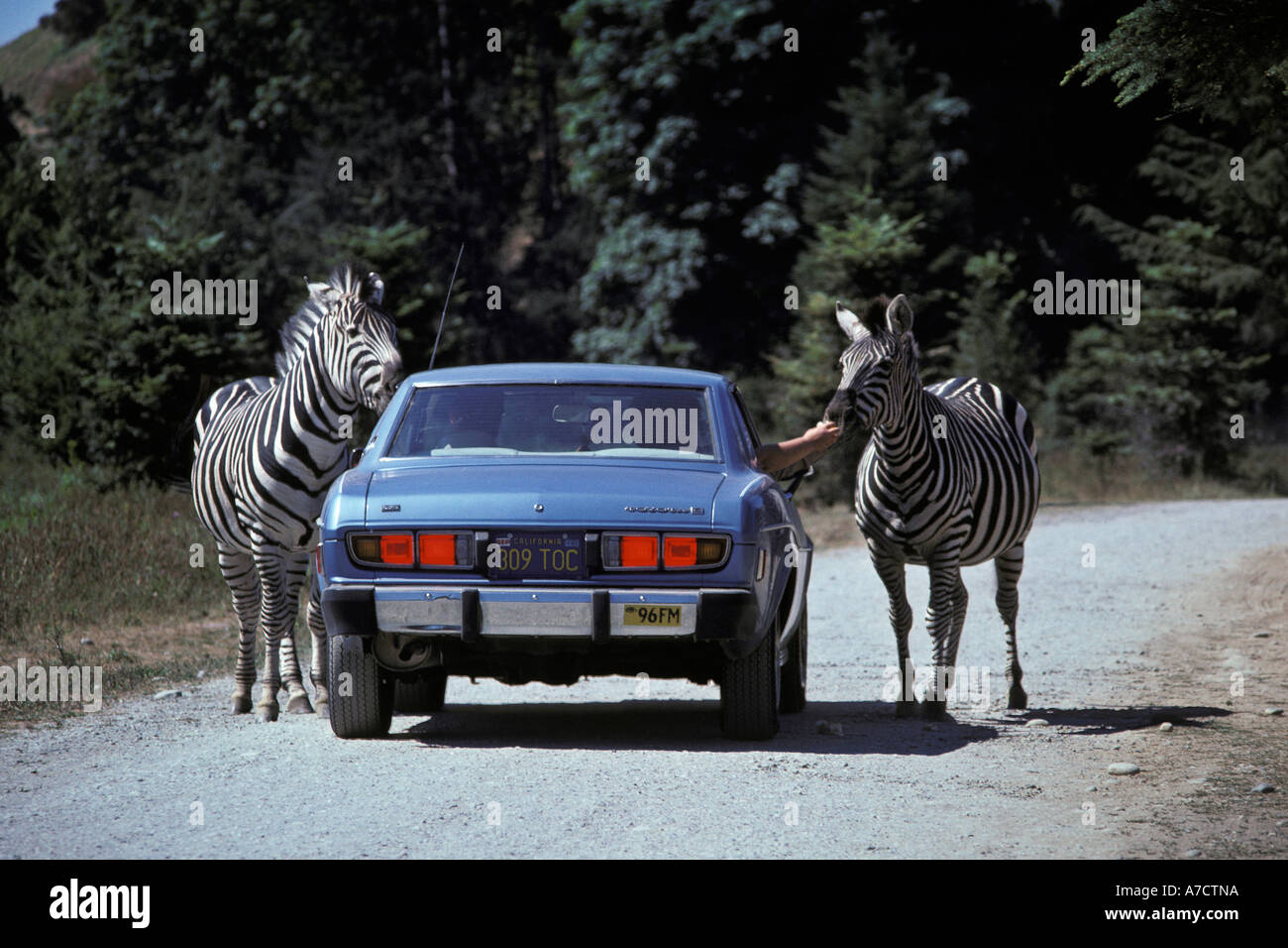 People in car reach out window to offer food to zebras at the Olympic Game Farm Sequim Washington Stock Photo