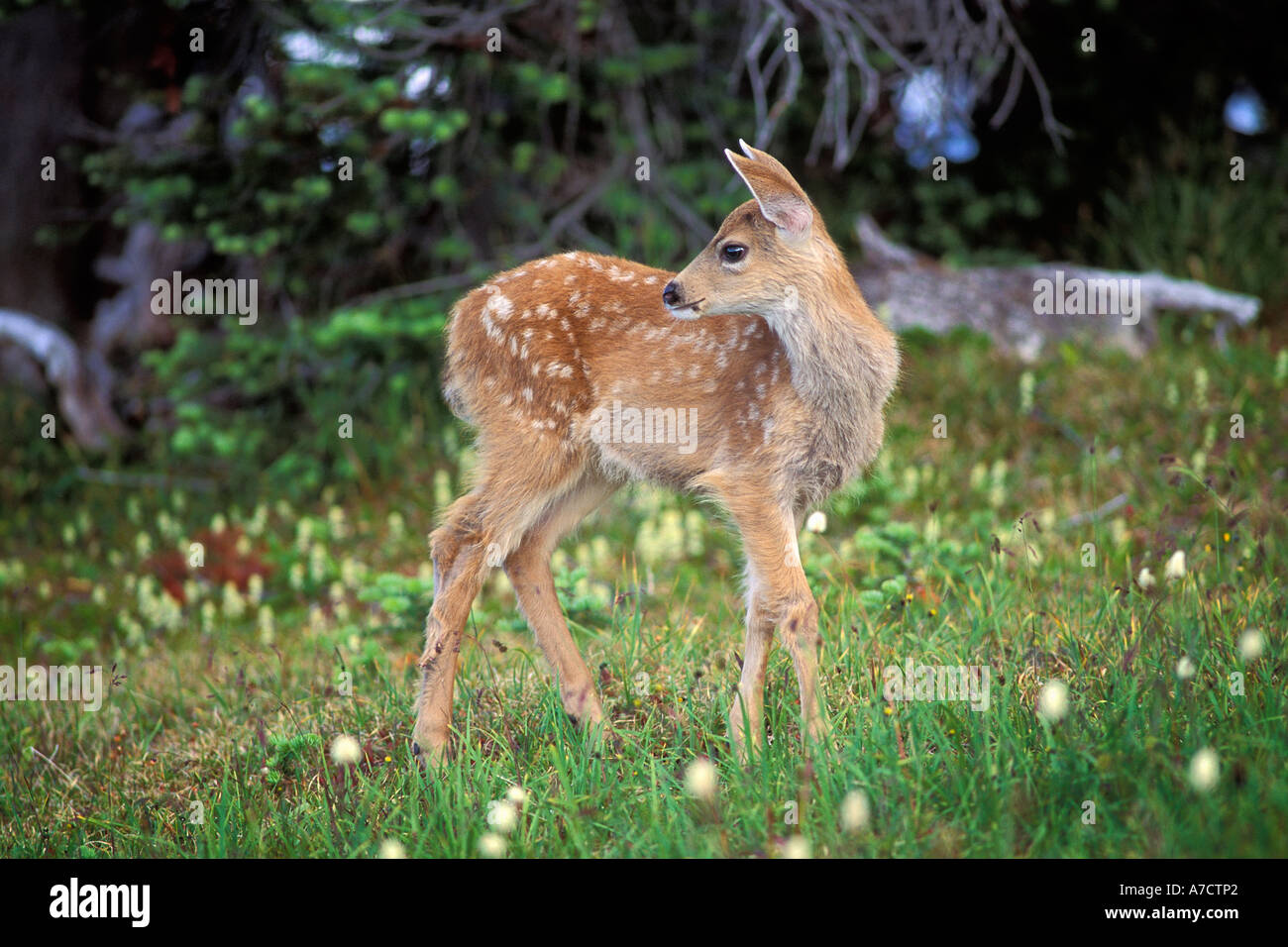 Black Tail deer fawn at Hurricane Ridge in Olympic National Park Washington State USA Stock Photo