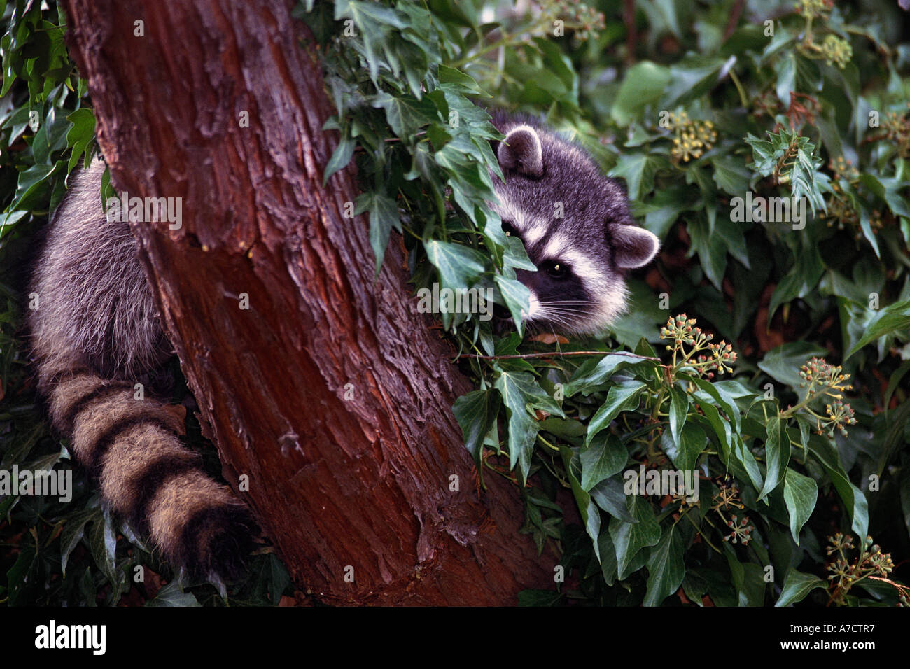 Raccoon peering out from behind tree trunk Procyon lotor urban ...