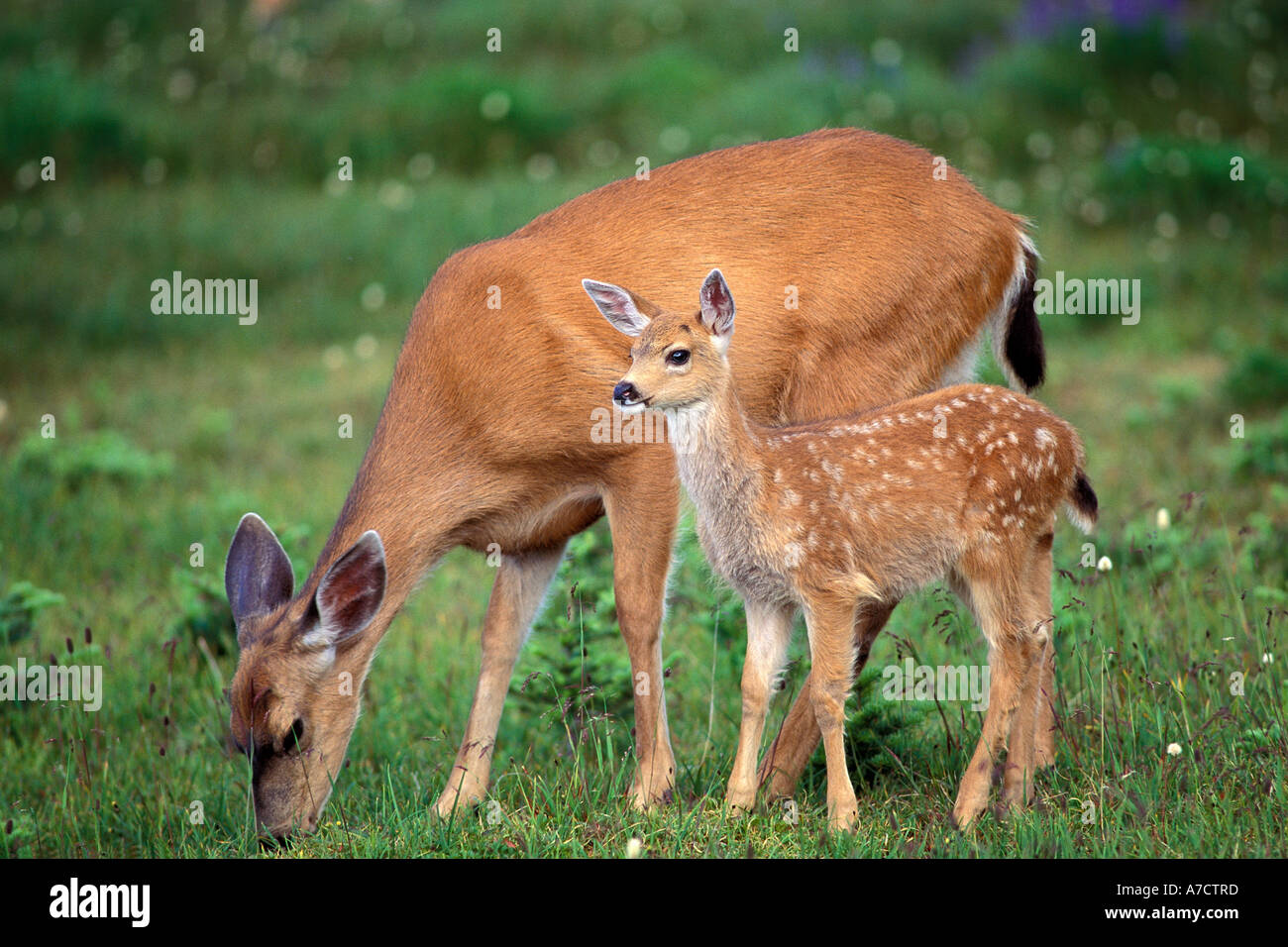 Mother and fawn Black Tail deer at Hurricane Ridge in Olympic National