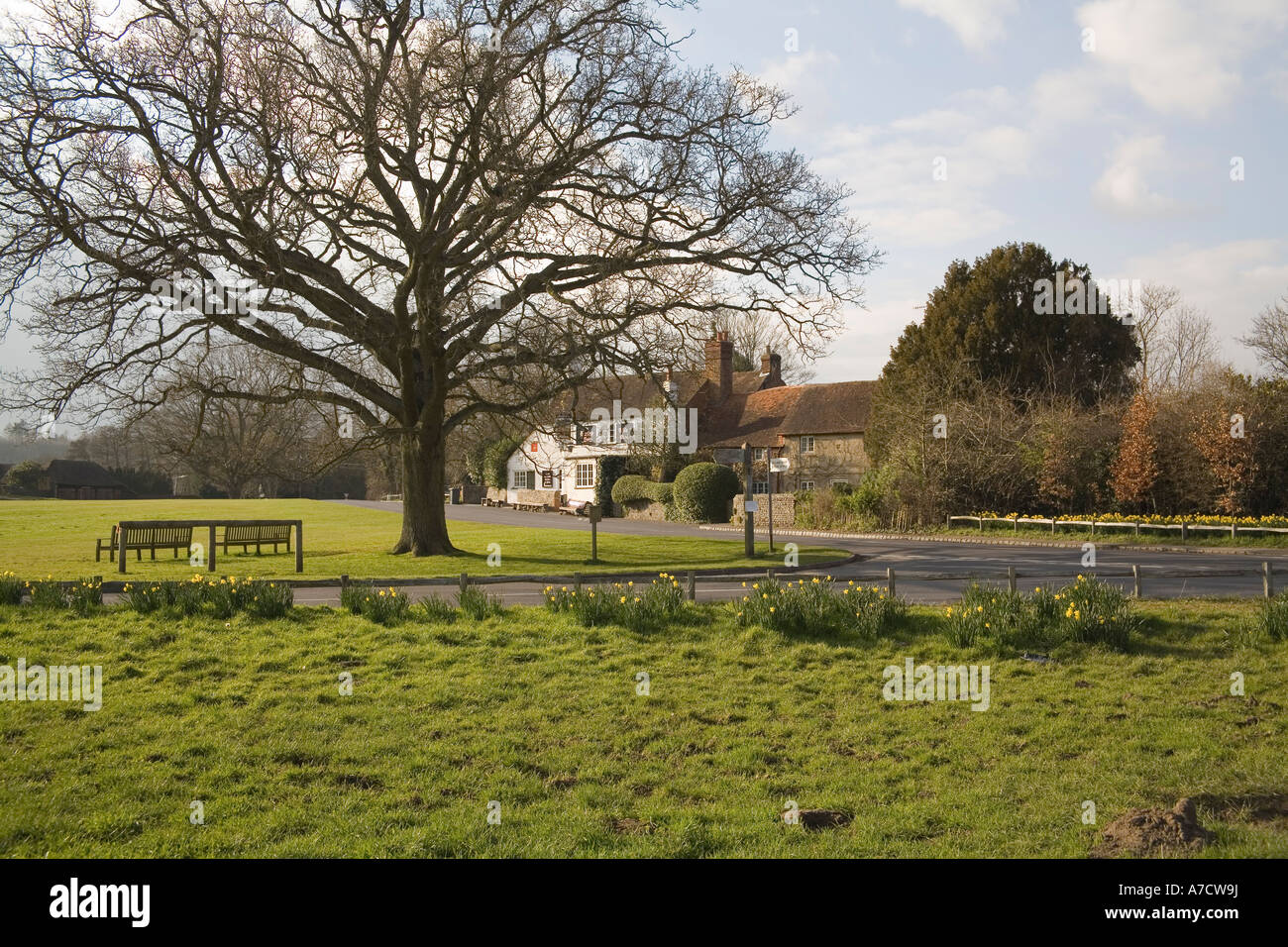 TILFORD SURREY UK March Looking across the daffodil surrounded village green towards the popular Barley Mow Pub Stock Photo