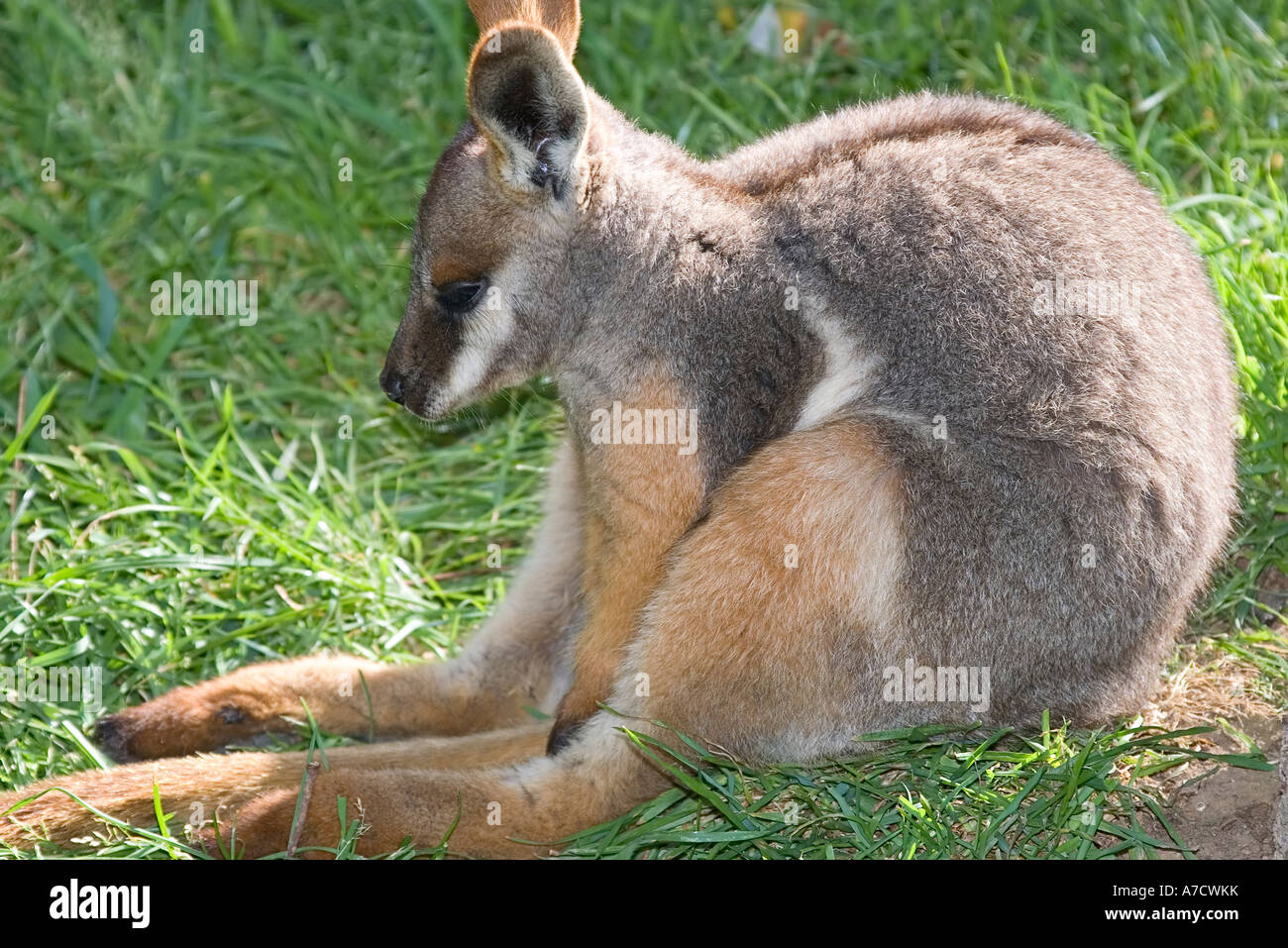 young yellow footed rock wallaby Stock Photo - Alamy