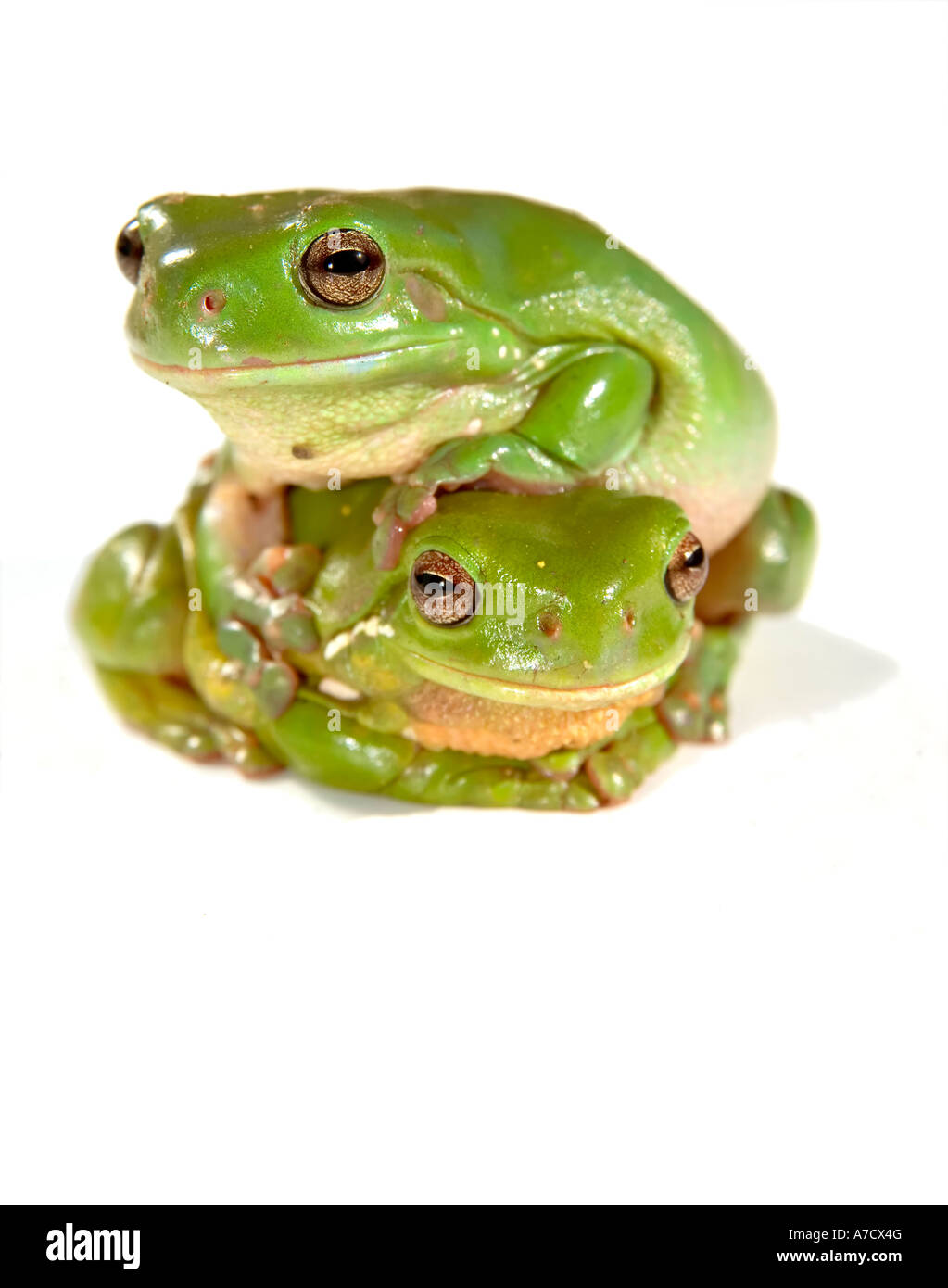 two green frogs climbing on top of each other isolated on white background Stock Photo