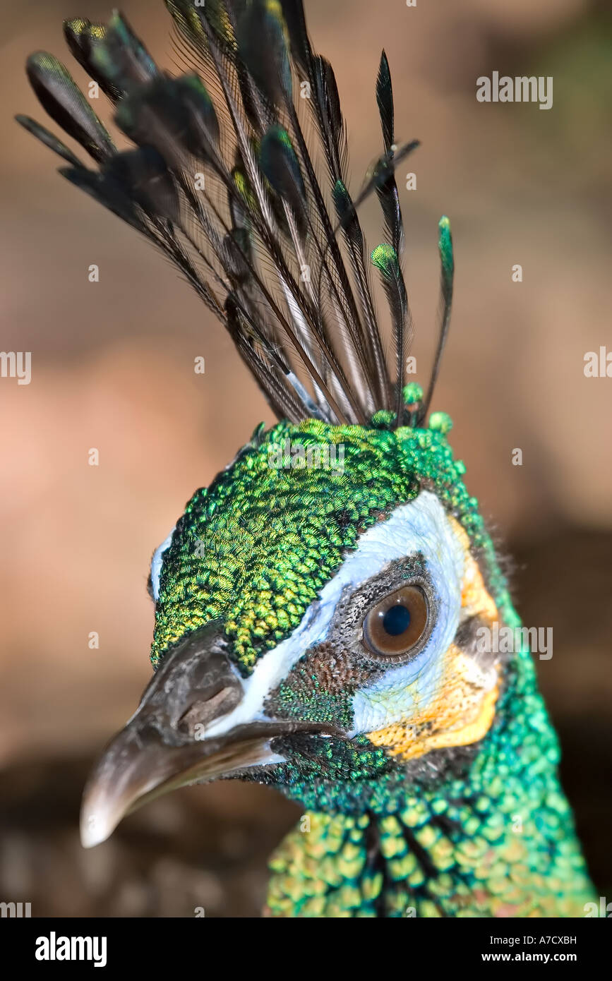 close up of peacock Stock Photo - Alamy