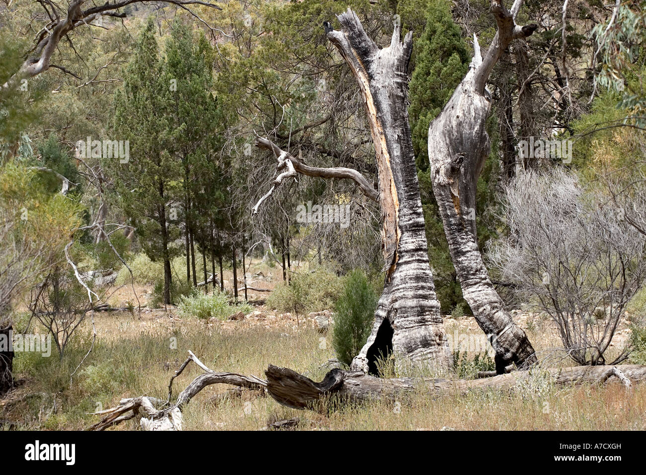 an old gum tree that has been burn t out Stock Photo Alamy