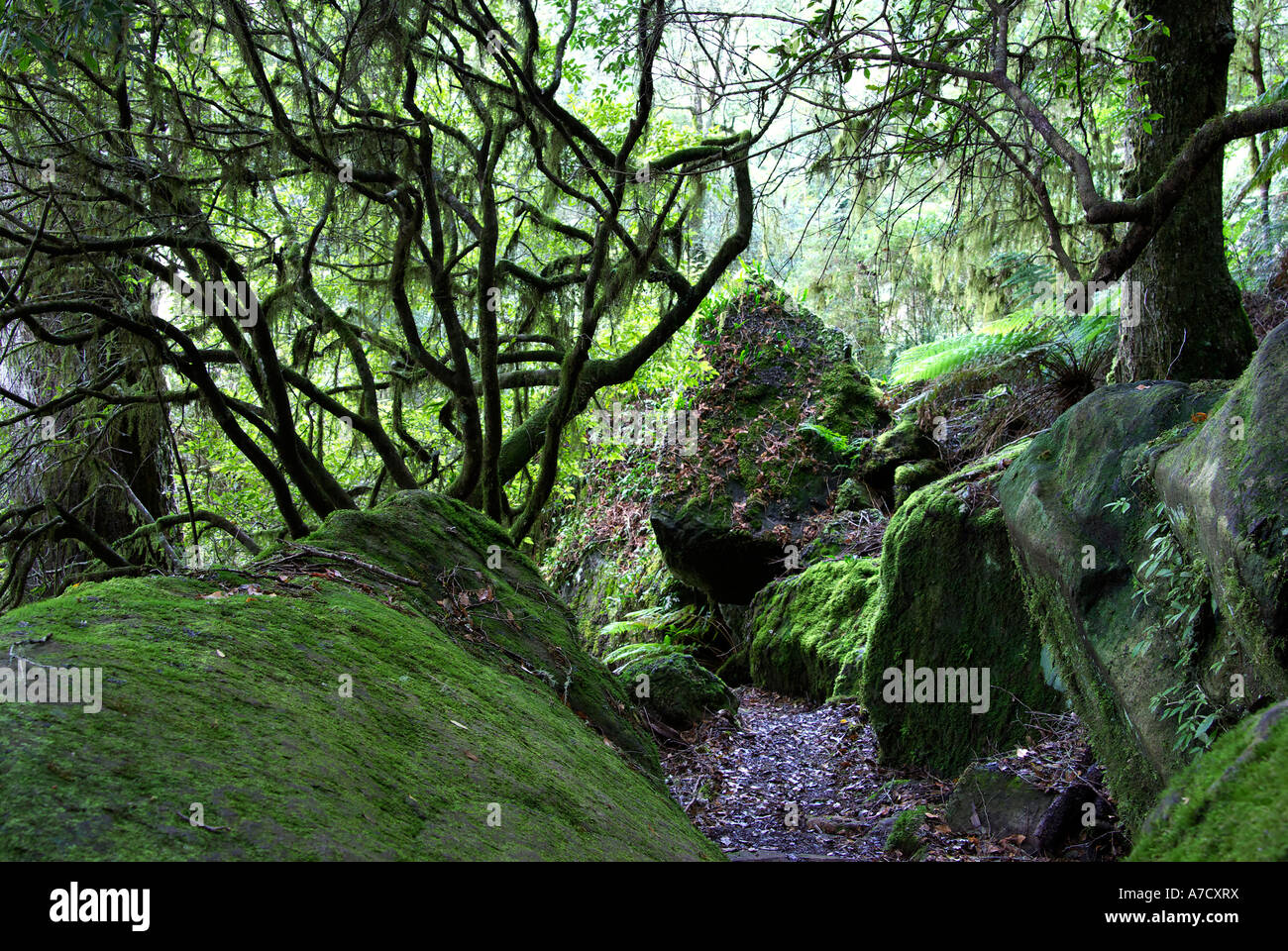 moss rocks and trees in the oxley world heritage rainforest with lichen old mans beard hanging from old tree Stock Photo