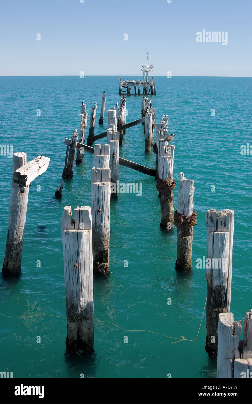 sea birds on the broken end of the long jetty at port germein south