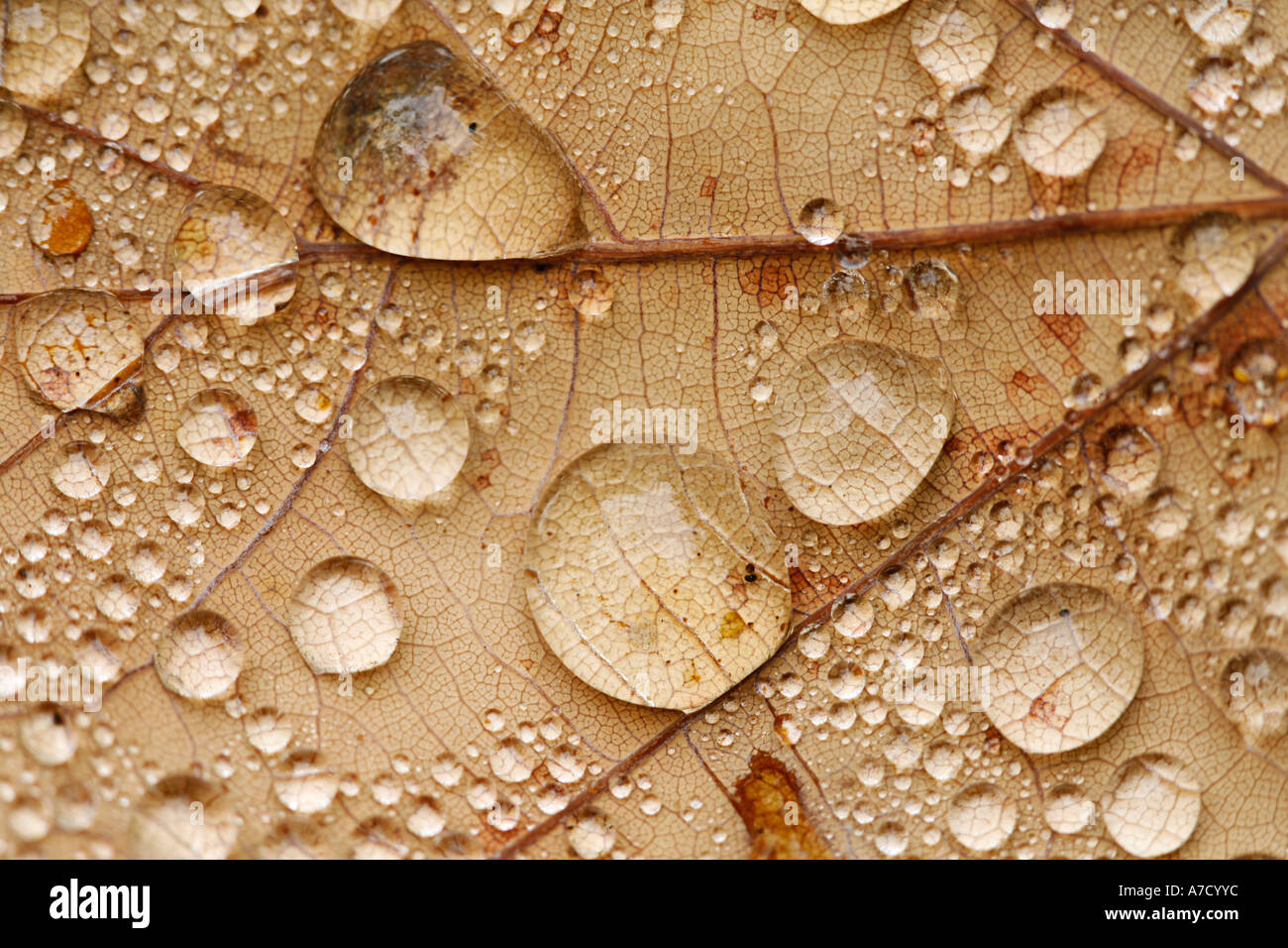 Raindrops on a leaf Stock Photo