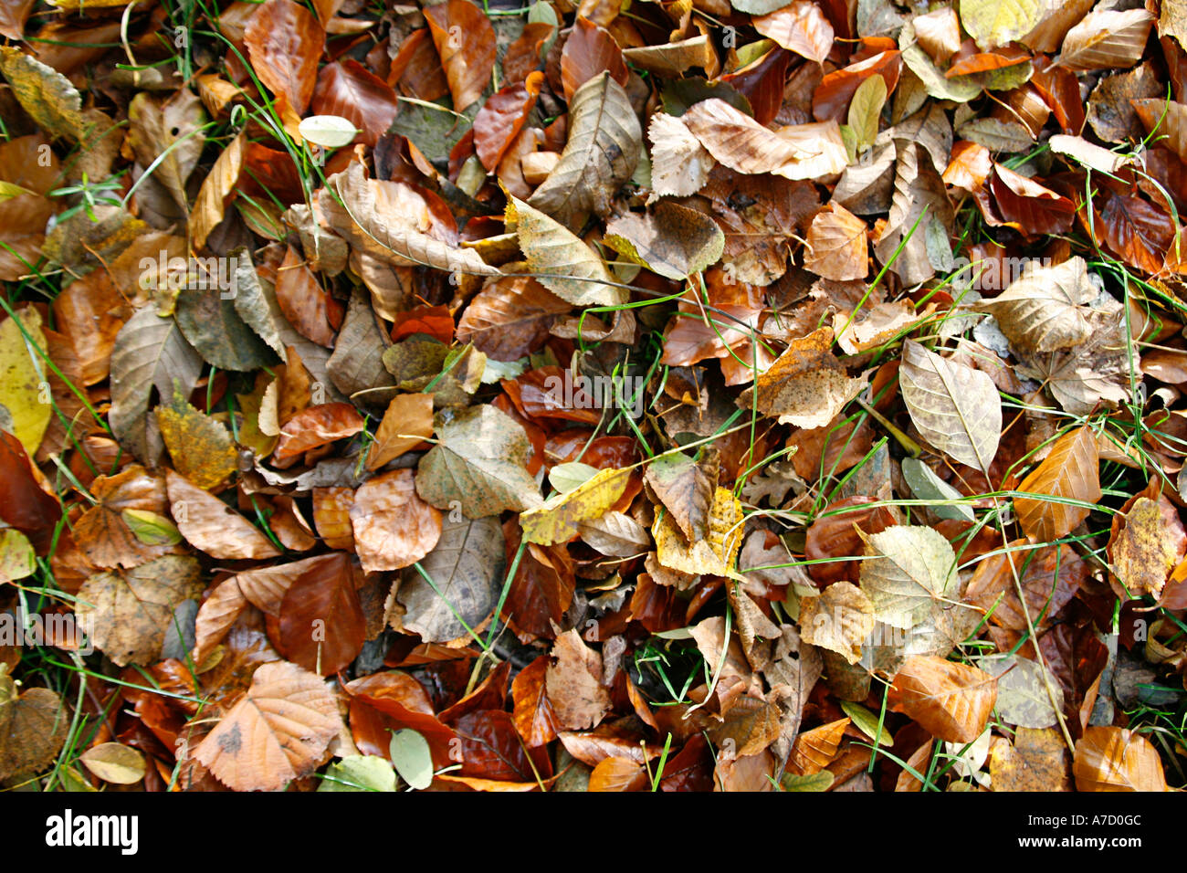 Autumncolours Stock Photo
