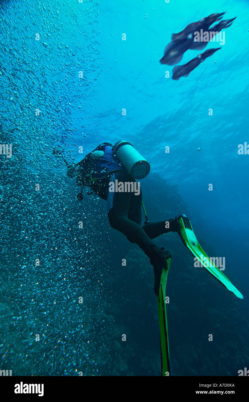 Middle East Egypt Red Sea scubadiver COMPOSING> Squid Stock Photo