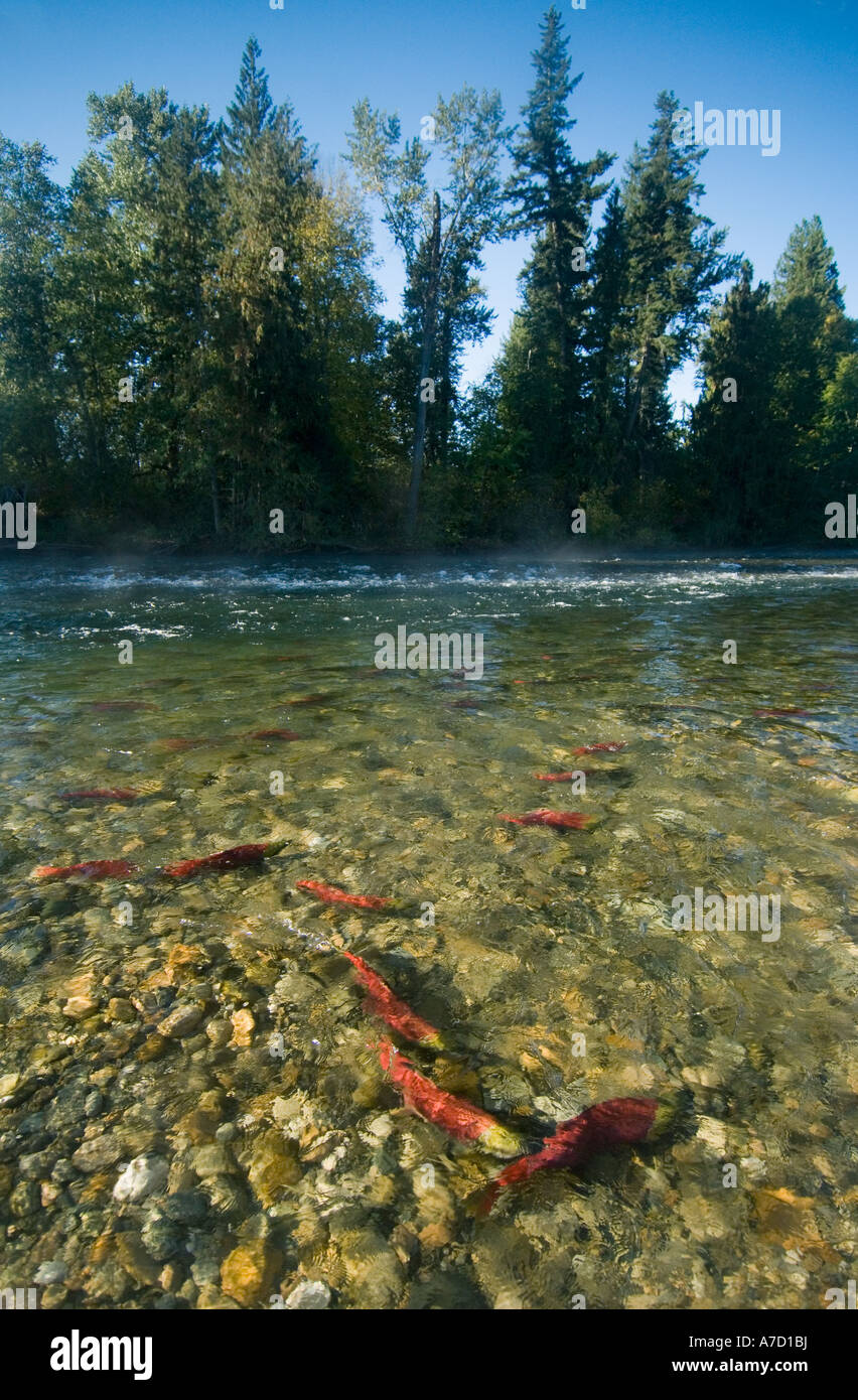 Sockeye Salmon migrate upstream, Adams River, B.C. Canada, October