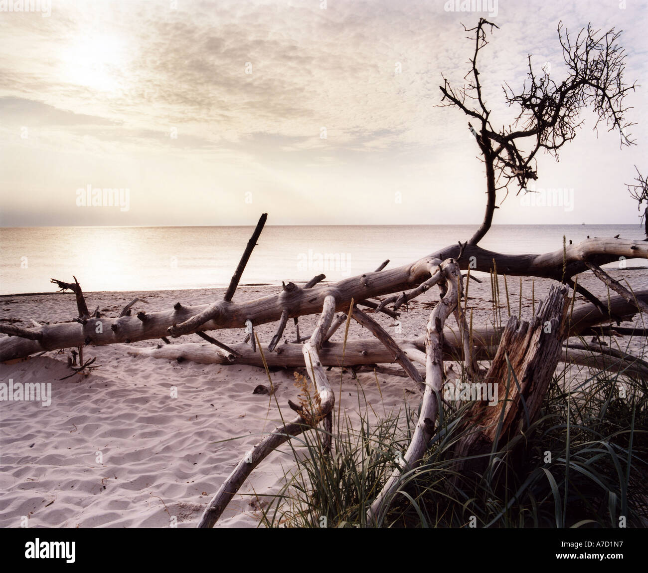 4019 Germany Mecklenburg Vorpommern Baltic Sea coastline landscape near Ahrenshoop Stock Photo