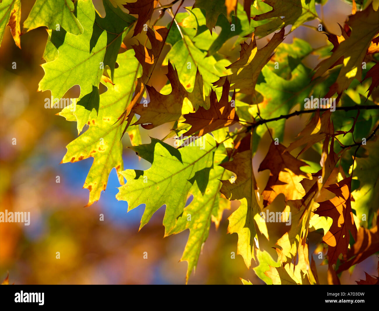Autumn Colour Leaves Stock Photo - Alamy