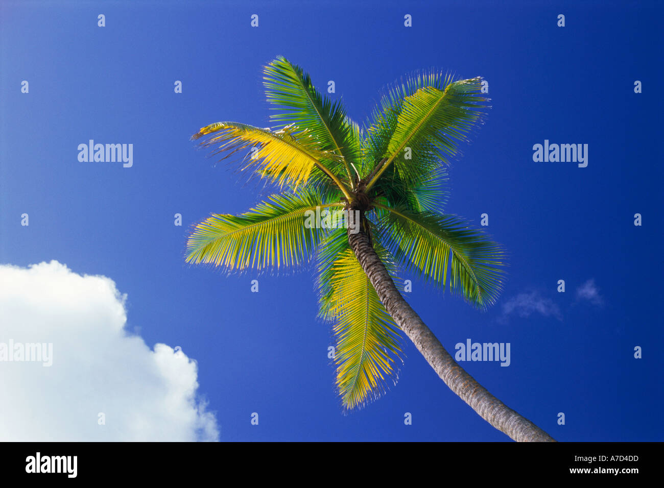 One palm tree against blue sky with cloud Stock Photo - Alamy