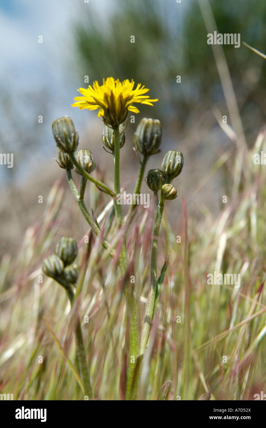 mediterranean wild yellow flower Stock Photo