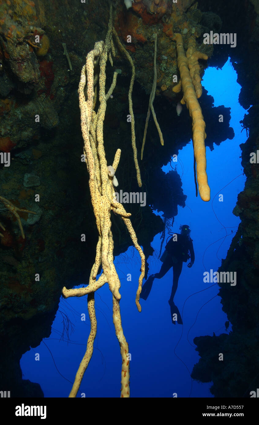 ROPE SPONGES ADORN A WALL IN THE CAYMAN ISLANDS Stock Photo - Alamy