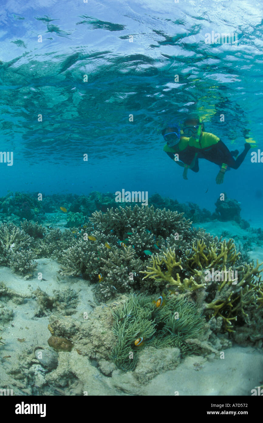 SNORKELERS SURVEY A FIELD OF HARD CORALS THAT INCLUDE A PAIR OF CLOWNFISH AND THEIR HOST ANEMONE Stock Photo