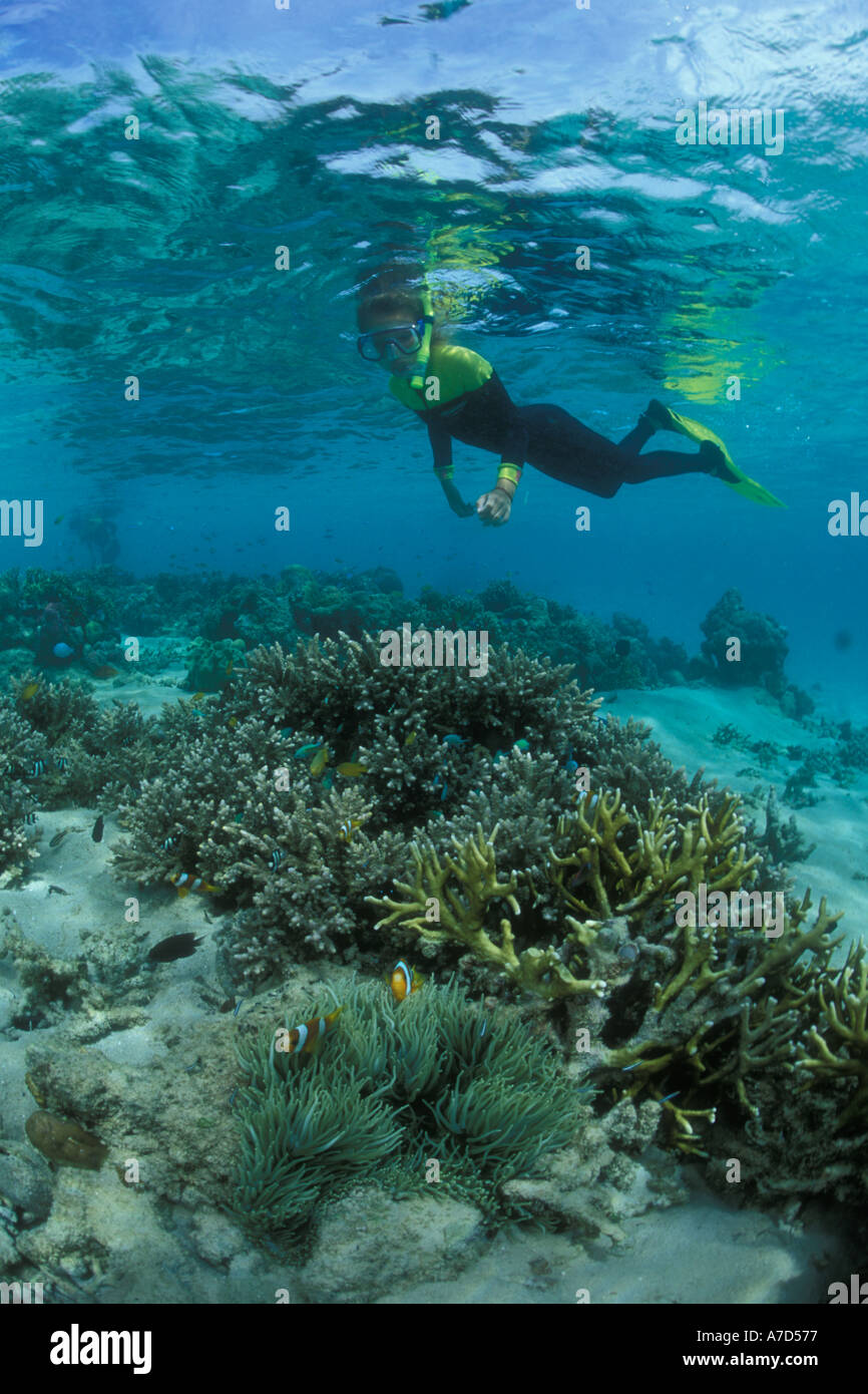 A SNORKELER SURVEYS A FIELD OF HARD CORALS THAT INCLUDE A PAIR OF CLOWNFISH AND THEIR HOST ANEMONE Stock Photo