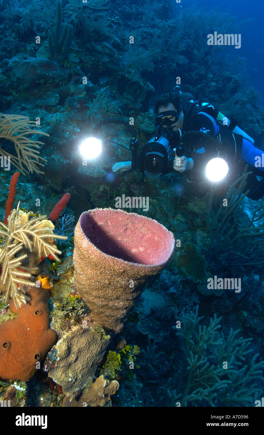 Underwater Photographer And Pink Vase Sponge Niphates Digitalis