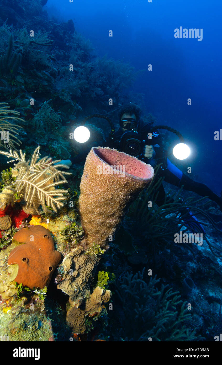 Underwater Photographer And Pink Vase Sponge Niphates Digitalis