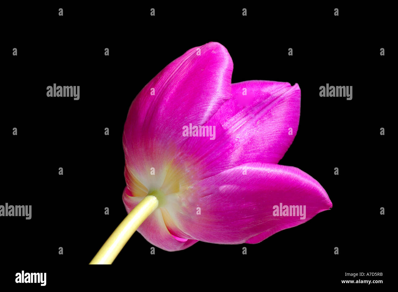 Tulip hi-res stock photography and images - Alamy